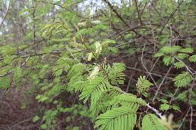 Image result for Acacia ataxacantha