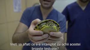 Nu trebuie cumparate testoase care au membrele si capul retrase sub caparace. Broaste Testoase De Ce Nu Mananca Broasca Mea Testoasa Hipovitaminoza Youtube