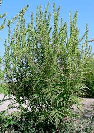 Common ragweed is a major cause of fall hay fever. Ein Kafer Als Rettung Fur Ragweedpollen Allergiker Boku Neues Aus Der Wissenschaft Wissenschaft Im Austria Forum