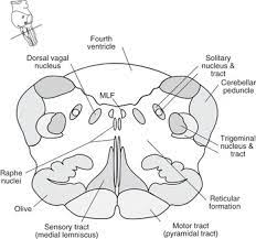 Be the first to ask a question about stereotaxic atlas of the human brainstem and. Brainstem Chapter 10 The Brain And Behavior