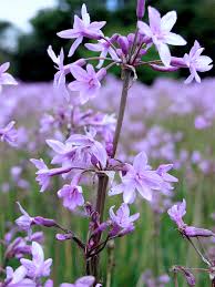 Image result for Tulbaghia fragrans