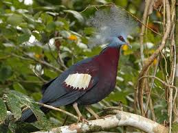 Image result for Scleria poiformis