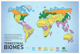 Biome Map Coloring Worksheet Answer Key Amanda Zhu Design Terrestrial Biomes Infographic Biomes Infographic Terrestrial