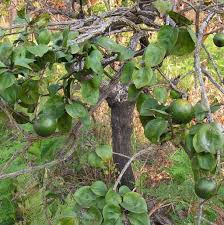 Image result for Strychnos