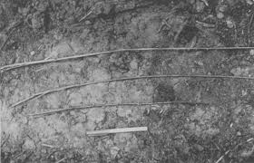 Image result for Thomandersia congolana