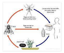 Maybe you would like to learn more about one of these? Kenali Ulat Parasit Botfly Yang Hidup Menumpang Di Dalam Kulit Anda