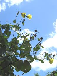 Image result for Hibiscus tiliaceus