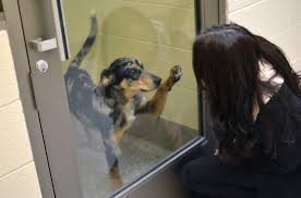 Step 1 browse pets to adopt step 2 note the pet's id (starts with a) step 3 visit the shelter to adopt. Dogs And Puppies For Adoption Michigan Humane