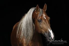 The tennessee walker breed of gaited horses originated in the 1800's when the narragansett pacer and the canadian pacer were blended to create a animal that was sure footed and could handle the mountainous terrain. Custom Label Tennessee Walking Horse Hengst Dunkelfuchs