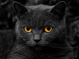 black cat karakedi blackcat cool sevimlihayvanlar hayvansever cat catsandkittens kedi hayvanlar cat wallpaper cats and kittens animals