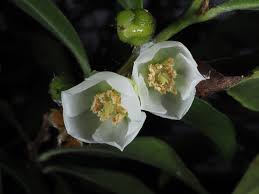 Image result for Pentaphylacaceae