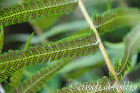 Image result for Christella hispidula