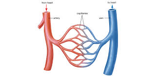 Philips respironics issued a recall for some cpap and bilevel pap devices and mechanical ventilators. Chapter 19 Lab Quiz On Blood Vessels Proprofs Quiz