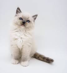 This typically means that the mitts are white instead of black. Farben Ragdolls Von Ruggenthal