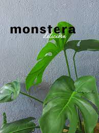 Kini, pokok pisang hiasan semakin mendapat perhatian peminat seni hias laman. Monstera Deliciosa Pokok Hiasan Rumah Yang Popular Blog Sihatimerahjambu