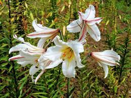 Usually, tall lilies are planted at the back of the border or at the center of island beds while dwarf lily varieties are placed at the front. How To Grow And Care For Lilies Lovethegarden