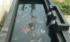 Memilih Warna Cat Kolam Ikan Koi Yang Tepat Dan Membuat Nyaman