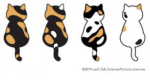 Calicos are predominantly white with patches of orange and black. The Science Behind The Calico Cat S Colours Let S Talk Science