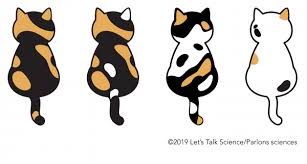 Calico cats are some of the coolest cats there are. The Science Behind The Calico Cat S Colours Let S Talk Science
