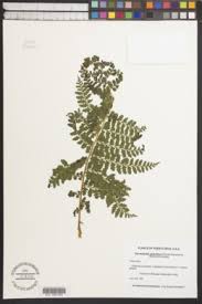 Image result for Blotiella bouxiniana