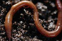 They are a beneficial creature to have in your garden, helping to aerate soil to allow plant roots to easily access nutrients and oxygen. How To Catch Nightcrawlers Fast Earthworms Worm Composting Worm Farm