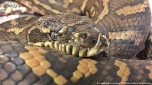 I'm terrified of snakes, and i'd like a dog that would kill them. Snakebites Kill At Least 80 000 People Per Year And Probably More Science In Depth Reporting On Science And Technology Dw 23 05 2019