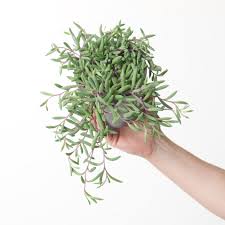 Image result for Senecio purpureus