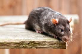 While bread is generally safe, too much in one meal can lead to bloating, diarrhea, vomiting and some other gastrointestinal problems. Can Mice Eat Through Spray Foam Home Logic