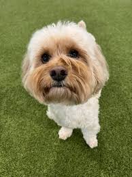 Tiny paws pool party event