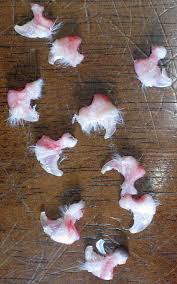 The cost of declawing a cat depends where in the country you are, and whether you are having two or four feet declawed. How Much Does It Cost To Declaw A Cat Poc