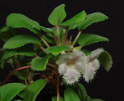Alsobia is a genus of flowering plants in the family gesneriaceae, native to mexico, guatemala, and costa rica. Alsobia Cygnet Gesneriad Reference Web