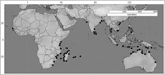 Image result for Cienfuegosia gerrardii