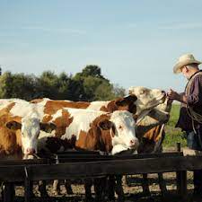 How Can You Become A Ranch Manager?