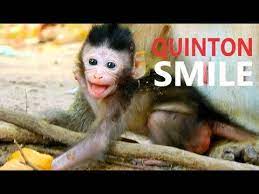 Beautiful Smile Baby Quinton Adorable Quinton Look So Attractive Baby And Activity Baby Monkey Youtube Baby Monkey Baby Monkey Pet Beautiful Smile