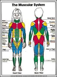 Muscular System For Kids Muscular System For Kids Muscular System Human Body Science