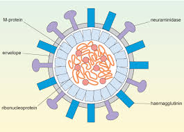 Viral pathogens not only infect humans and animals, but also plants, bacteria, protists, and archaeans. Influenza A Case Study 2 1 Structure Of Influenza Openlearn Open University Sk320 1