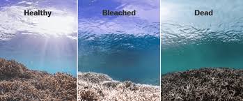 The historic great barrier reef is one of australia's most extraordinary natural vantage points. Great Barrier Reef Coral That Was Damaged Has Recovered A Lot Nextbigfuture Com