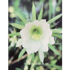 Wide (20 cm), appear in late. Epiphyllum Oxypetalum Queen Of The Night Care Guide Succulent Plant Care