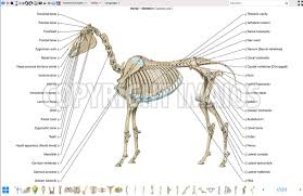 Pin By Cynthia Gilabert On Horse Anatomy Horse Anatomy Horses Osteology