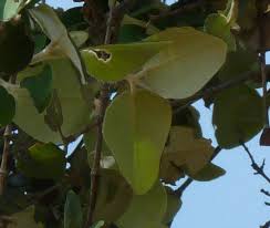 Image result for Androstachys