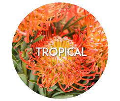 Looking to send fresh flowers or gifts delivery to san jose, we are your local flower shop for affordable flower delivery across san jose and it's neighbourhoods places like uruca,pavas,sabana. United Wholesale Flowers