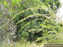 Image result for Coddia rudis