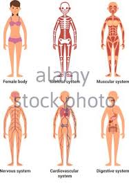 Anatomy of the body organs female human organ anatomy back male and female anatomy 3d illustration of a female back showing the human spine female back anatomy royalty free human back anatomy stock images photos regions of female body dan crossland art on twitter first tests for the female. Female Anatomy Of Internal Organs With Skeleton Rear And Front Views Stock Photo Alamy