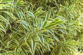 The plant list includes 324 scientific plant names of species rank for the genus dracaena. Dracaena Reflexa Variegata Song Of India