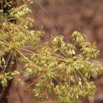 Image result for Steganotaenia