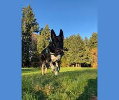 Check spelling or type a new query. Embark Dog Dna Test Breed
