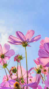 Find the greates flower wallpapers on pexels which are free to download and use as background the flower wallpapers also work well as background pictures for your iphone or android smartphone. Pink Flowers Wallpaper Kolpaper Awesome Free Hd Wallpapers