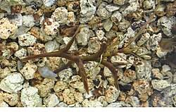 Image result for Potamogeton crispus