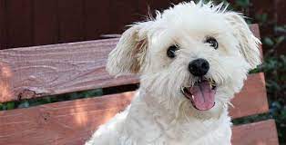 To provide medical treatment for all animals in our care. Operation Kindness North Texas No Kill Animal Shelter