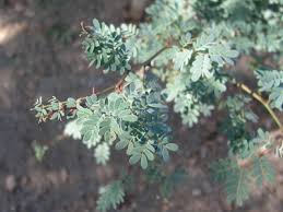 Image result for Acacia burkei